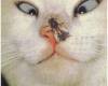 <b>Название: </b>1 (37), <b>Добавил:<b> SURENCKO<br>Размеры: 288x400, 20.3 Кб